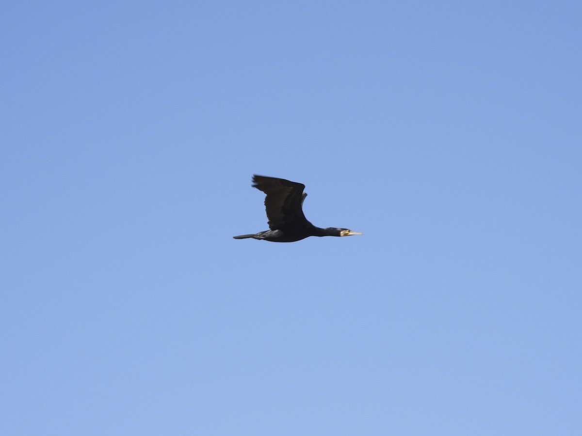 Cormorán Grande (euroasiático) - ML490992851