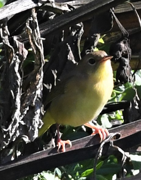 Common Yellowthroat - ML490992881