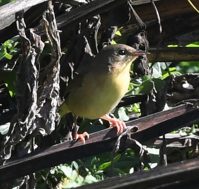 Common Yellowthroat - ML490992891