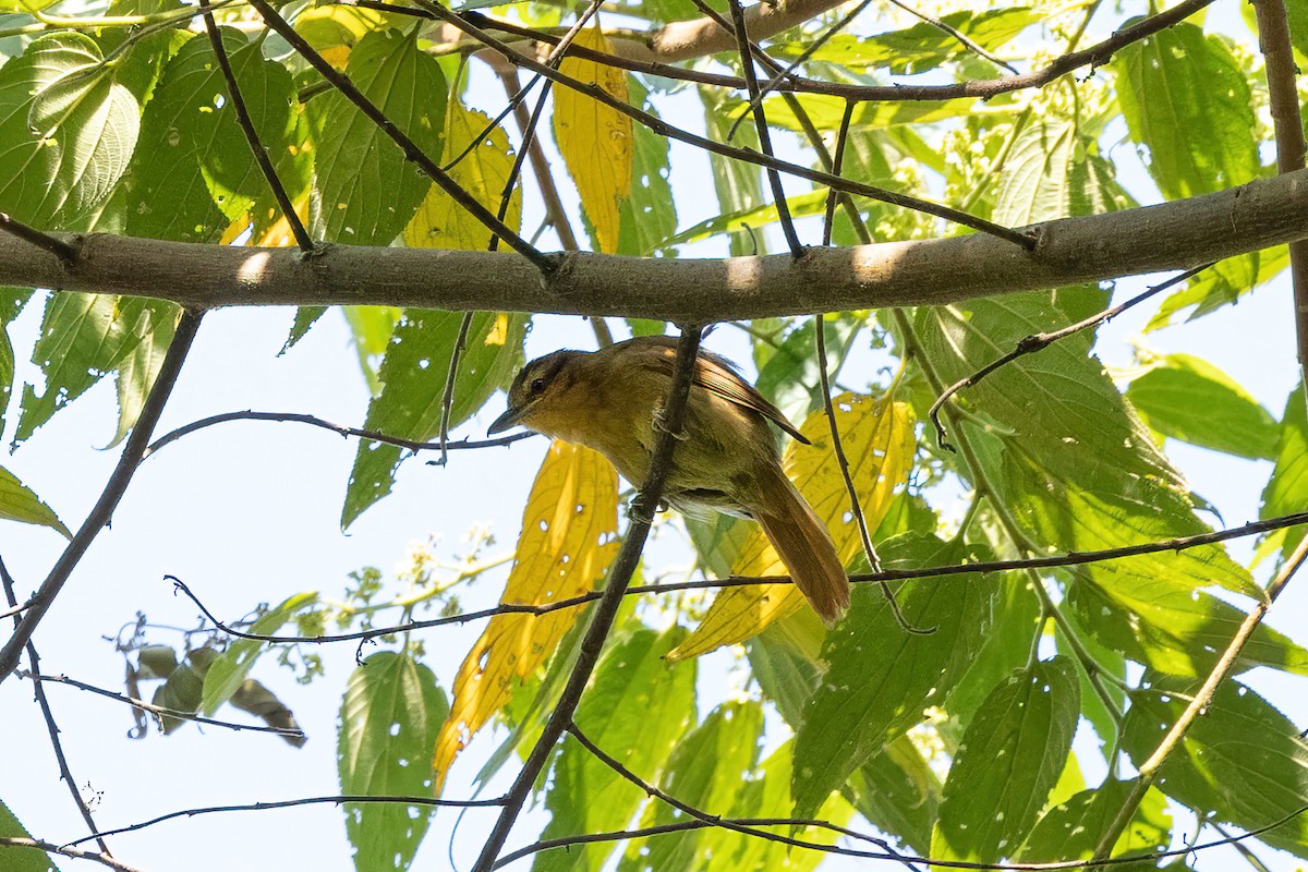 Rufescent Antshrike - ML490993051