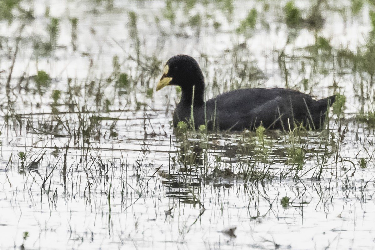 Red-gartered Coot - ML490993381