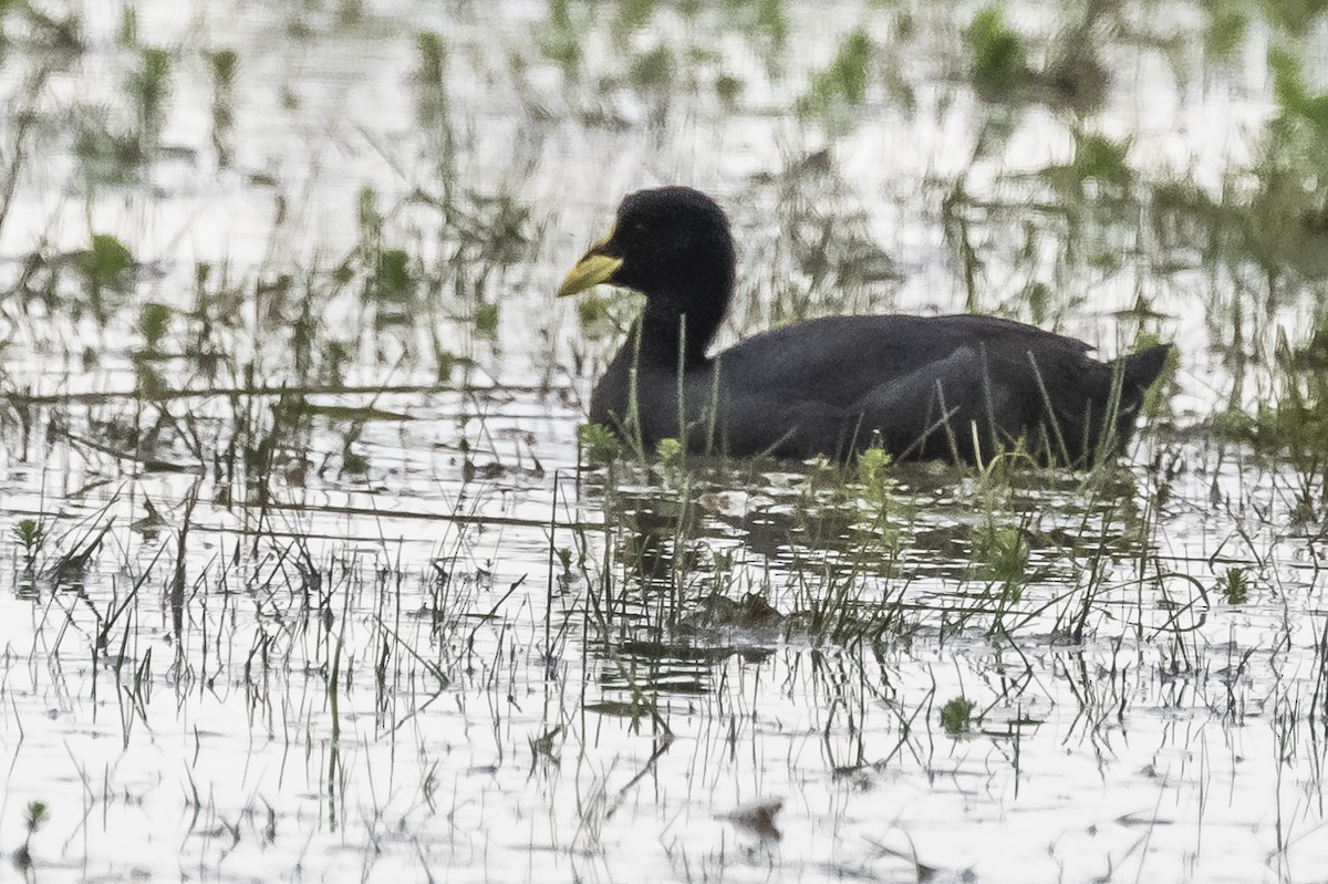 Red-gartered Coot - ML490993401