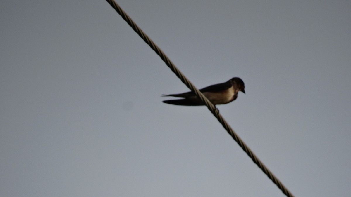 Ластівка сільська - ML490993701