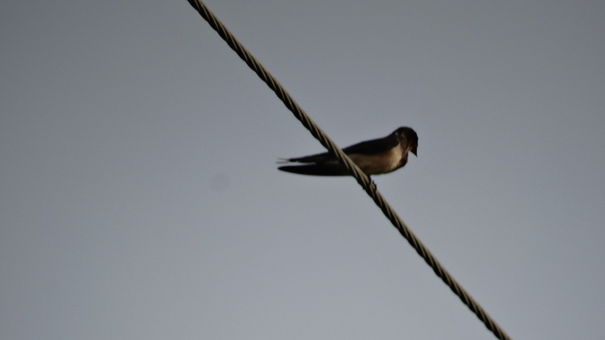 Ластівка сільська - ML490993711