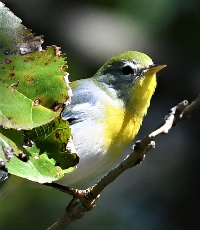 Northern Parula - ML490993751