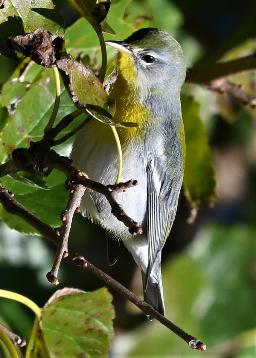 Parula Norteña - ML490993761