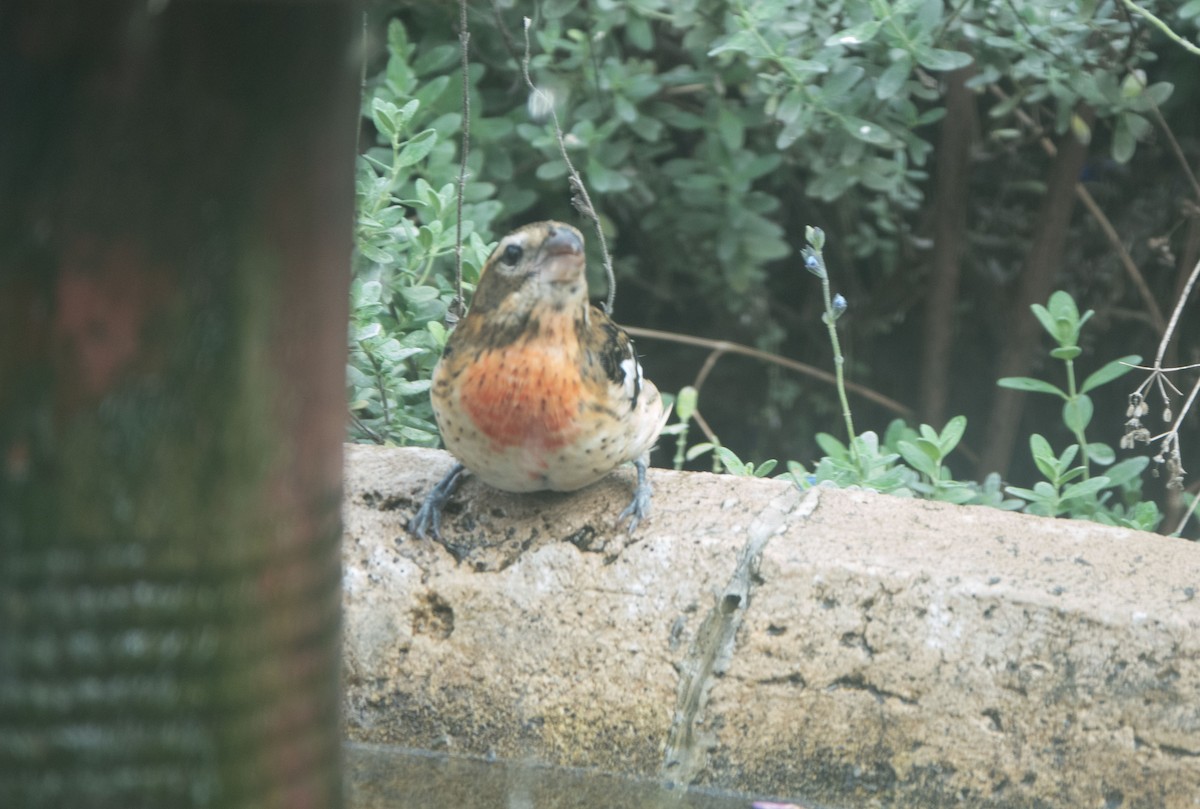 Rose-breasted Grosbeak - Laurel S Luby