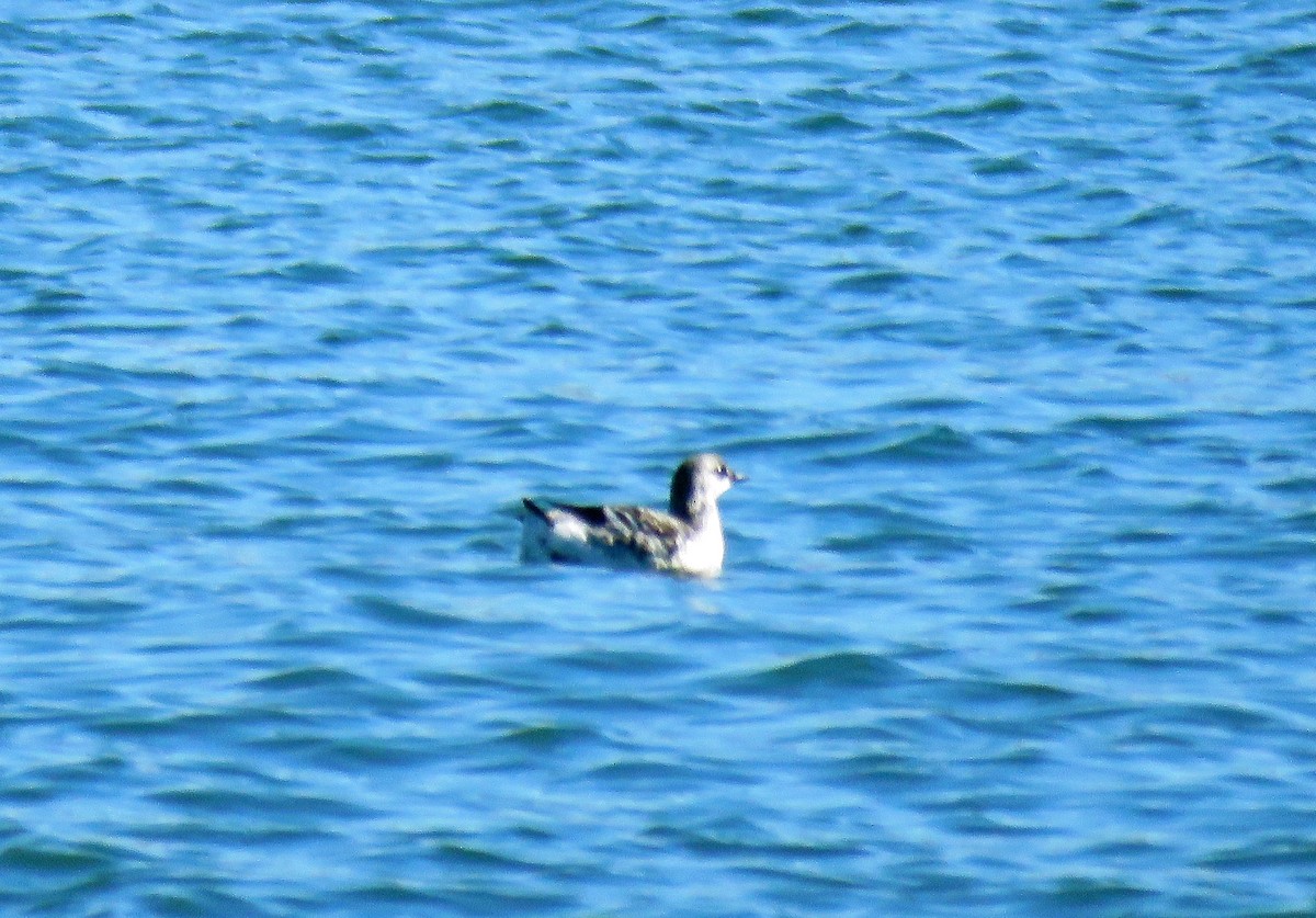 Black Guillemot - ML49099601