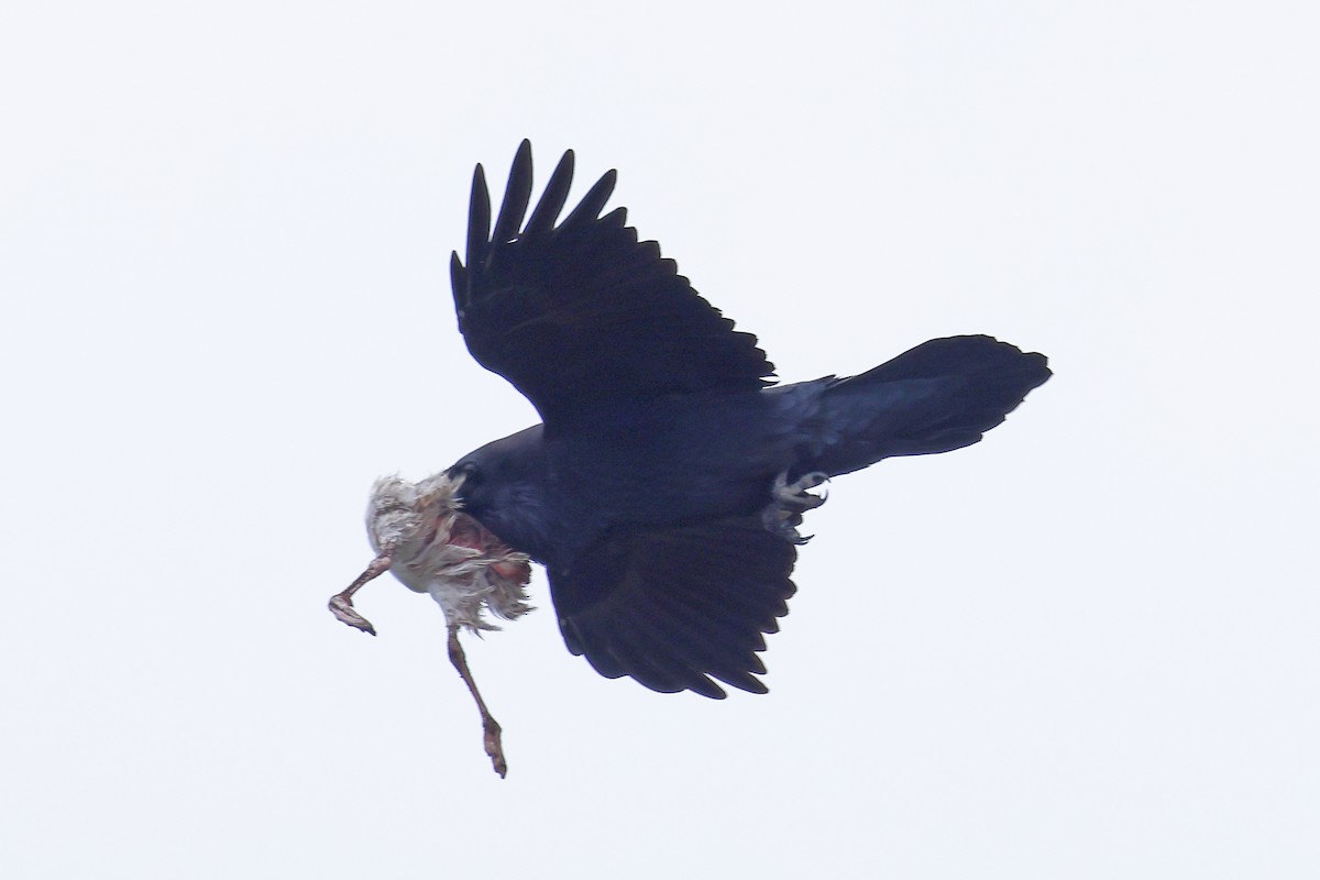 Common Raven - ML490996091