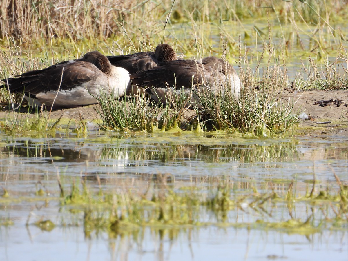 Graylag Goose - Zhuofei Lu