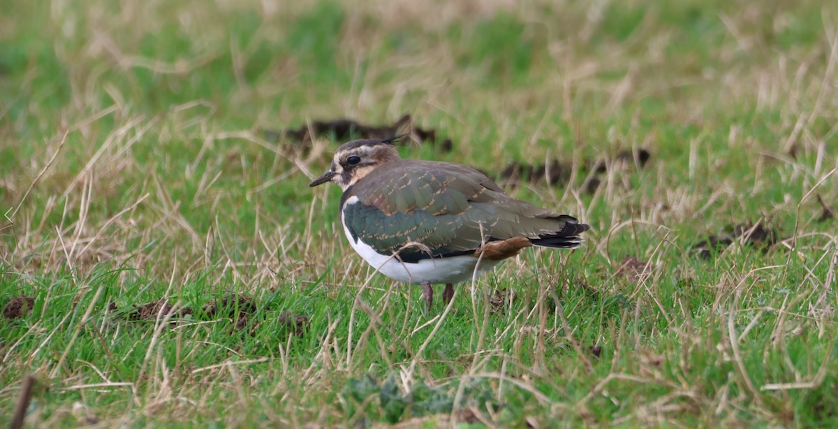 Northern Lapwing - ML490997331