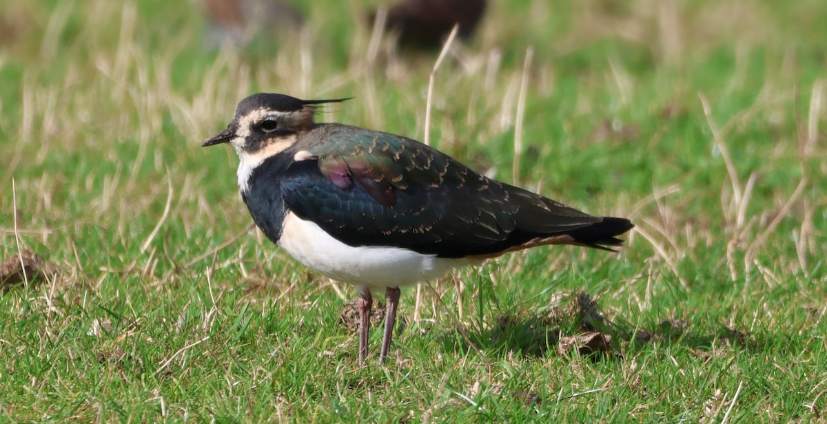 Northern Lapwing - ML490997361