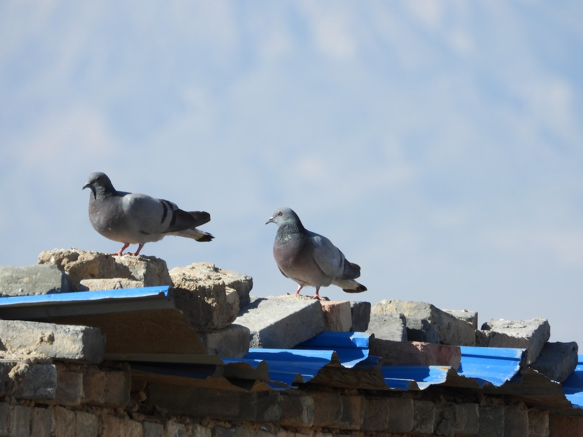 Pigeon des rochers - ML490997391