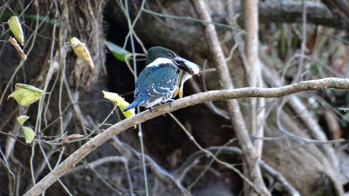 Green Kingfisher - ML49099741