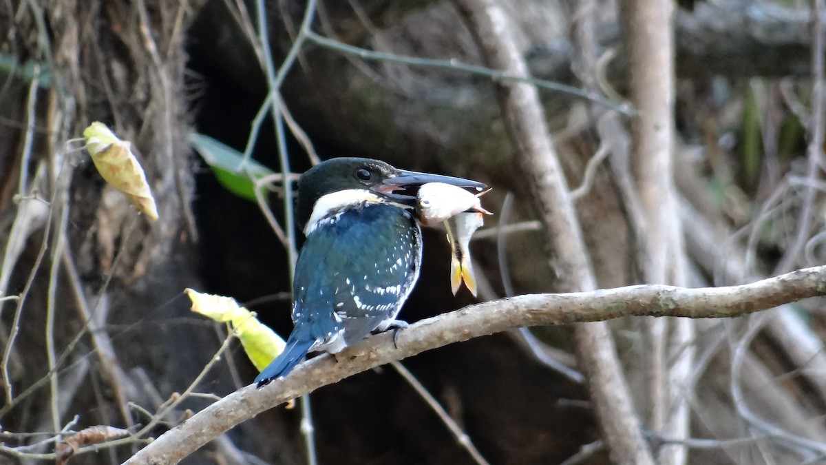 Green Kingfisher - ML49099761