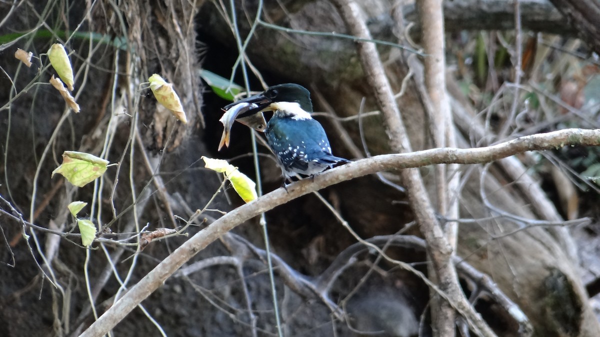 Green Kingfisher - ML49099771