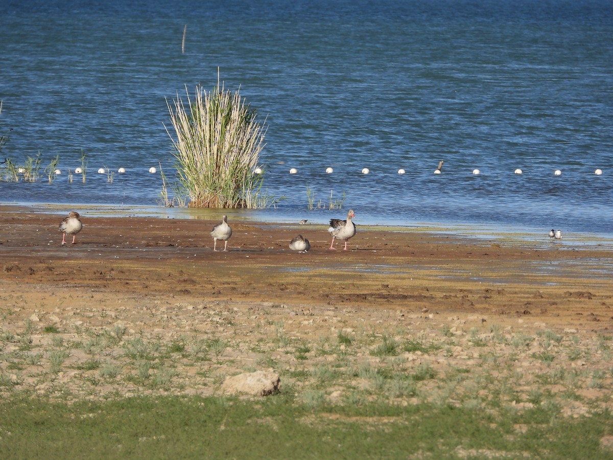 Graylag Goose - ML490998341