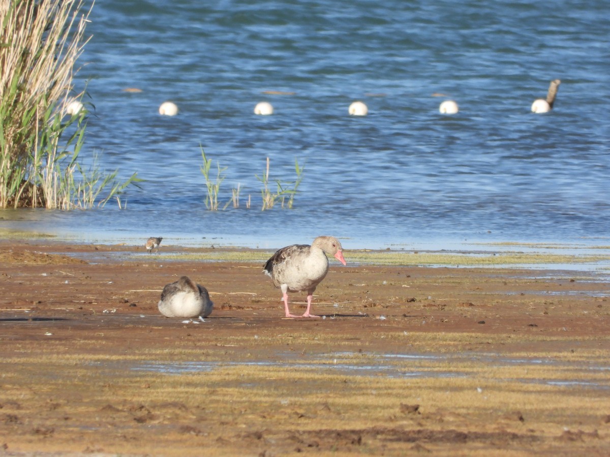 Graylag Goose - ML490999311