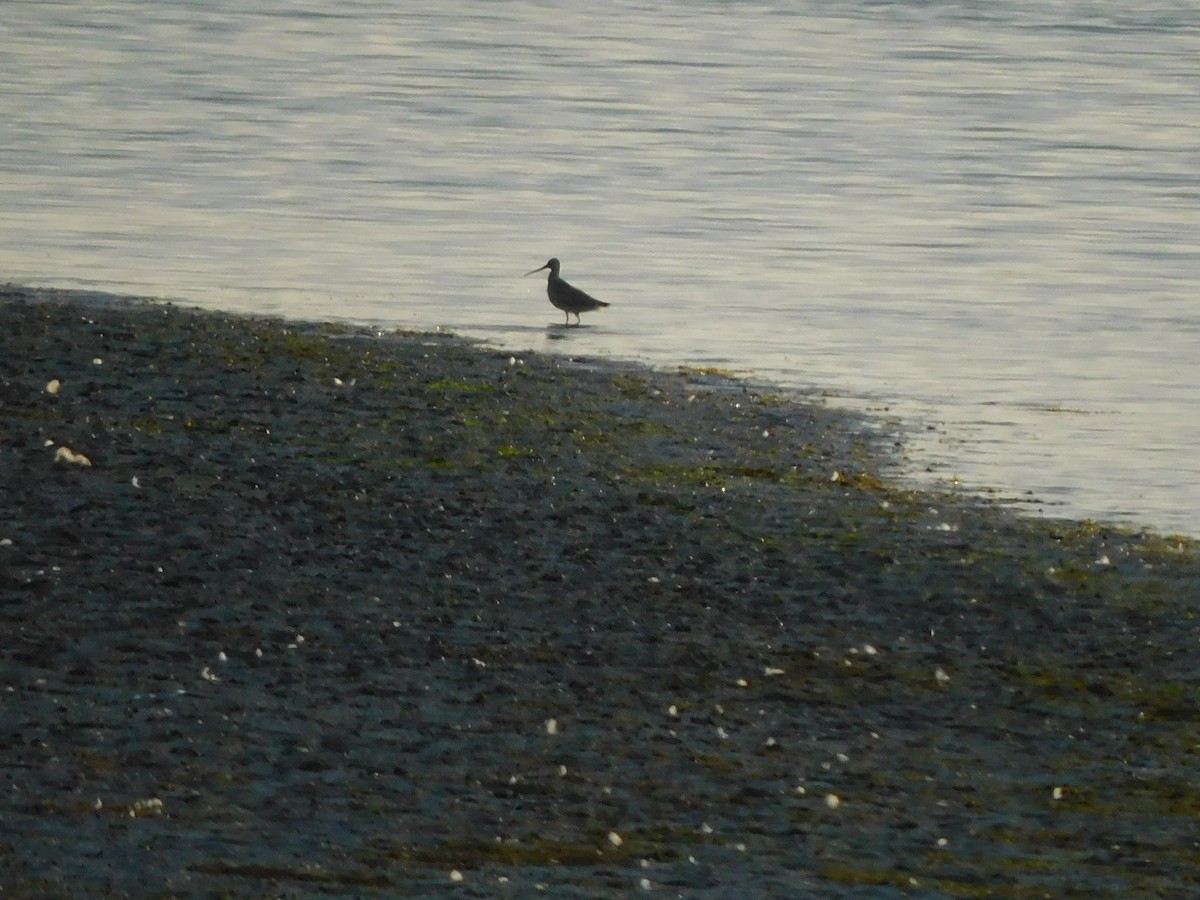 Hudsonian Godwit - ML491000731