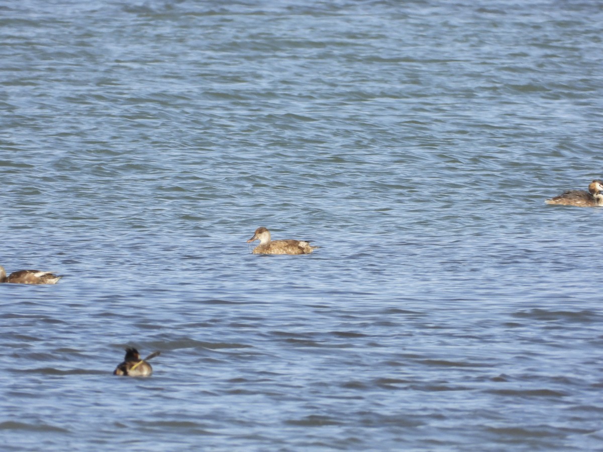 Red-crested Pochard - ML491001811