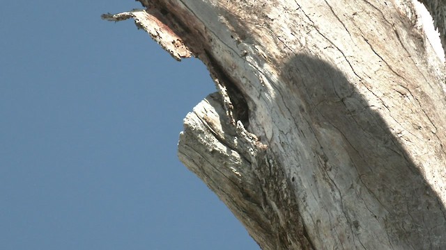 Çizgili Panterkuşu (substriatus) - ML491001941