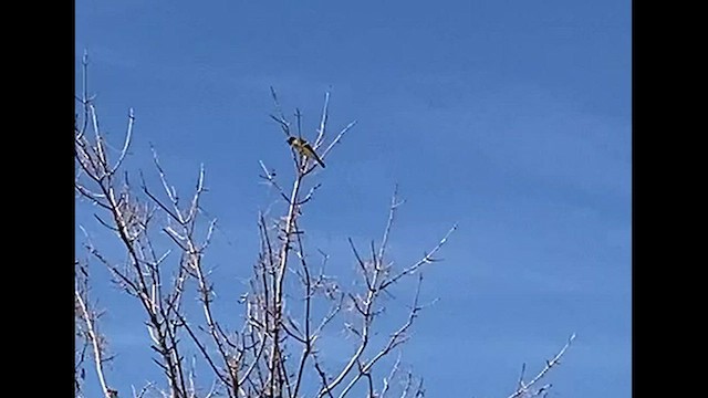 Thick-billed Kingbird - ML491002881