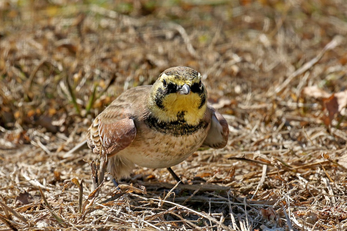 Horned Lark - ML491003671