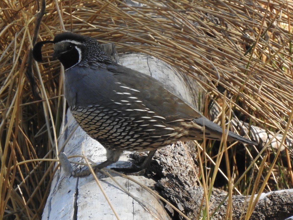 California Quail - ML491004101