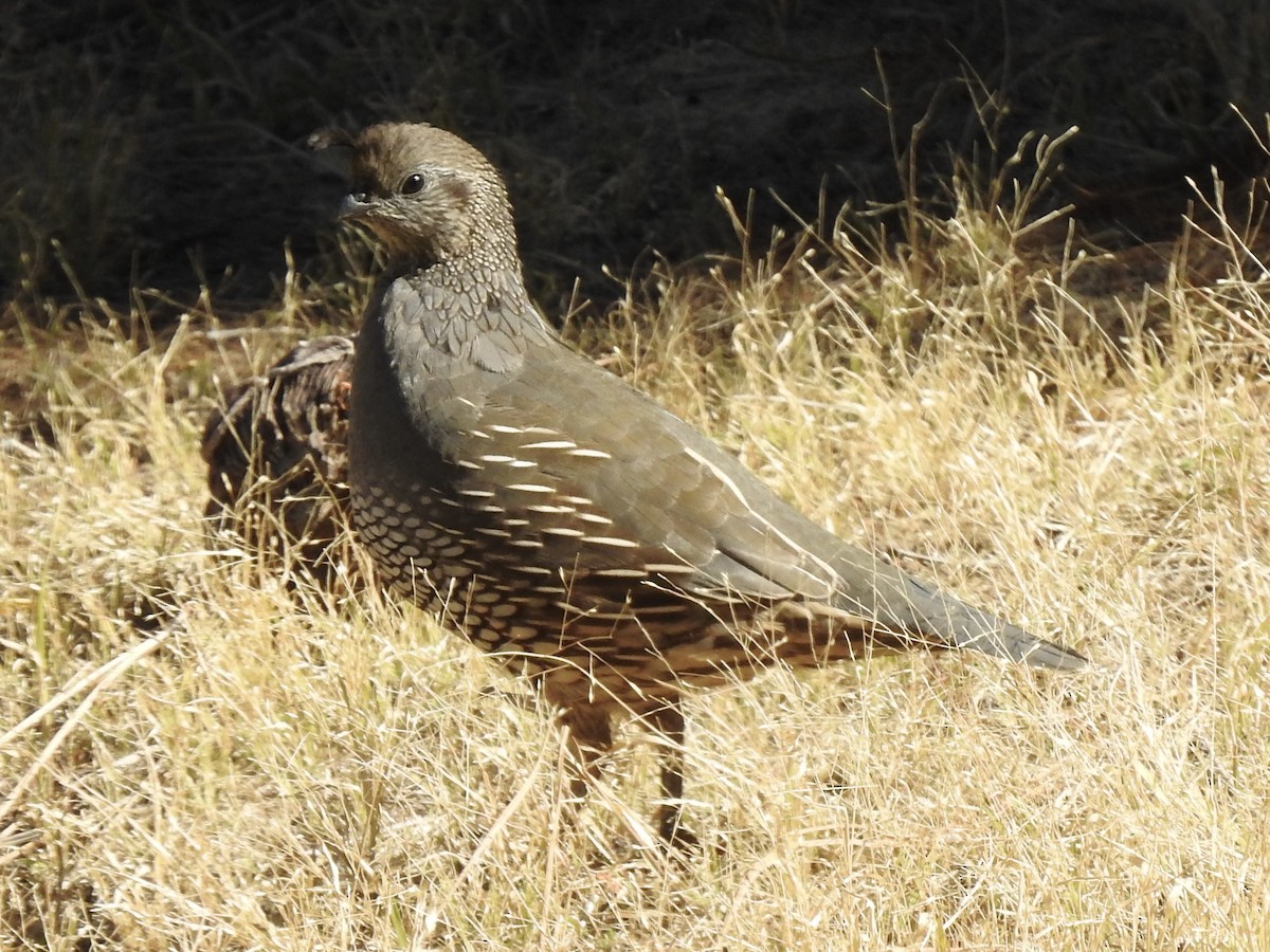 California Quail - ML491004121