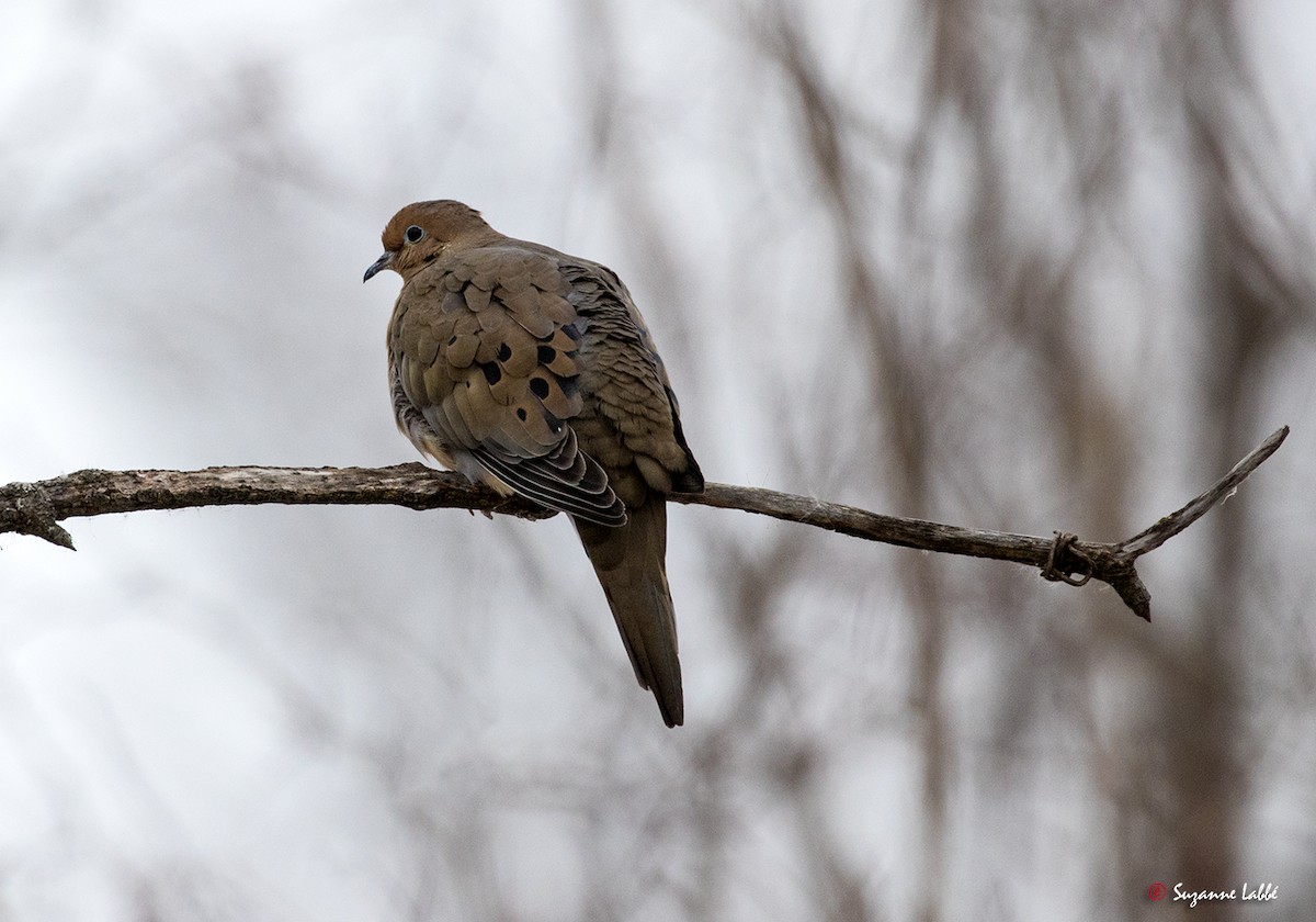 Mourning Dove - ML49100471