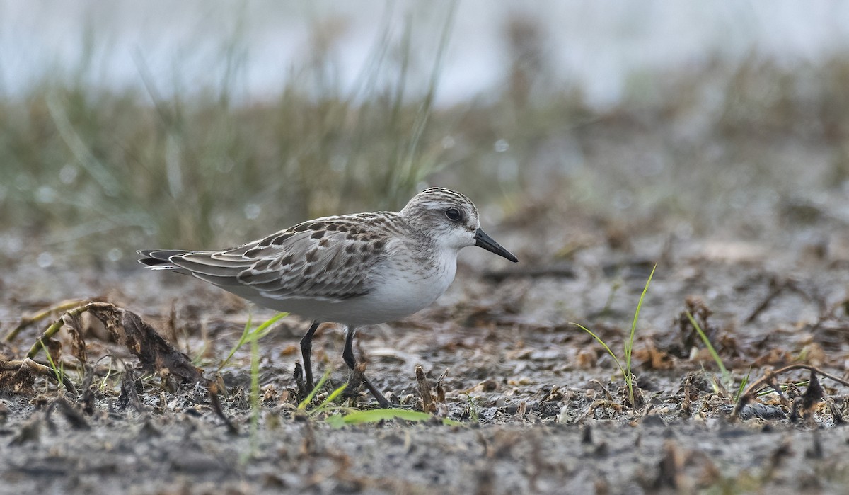 Semipalmated Sandpiper - ML491005241