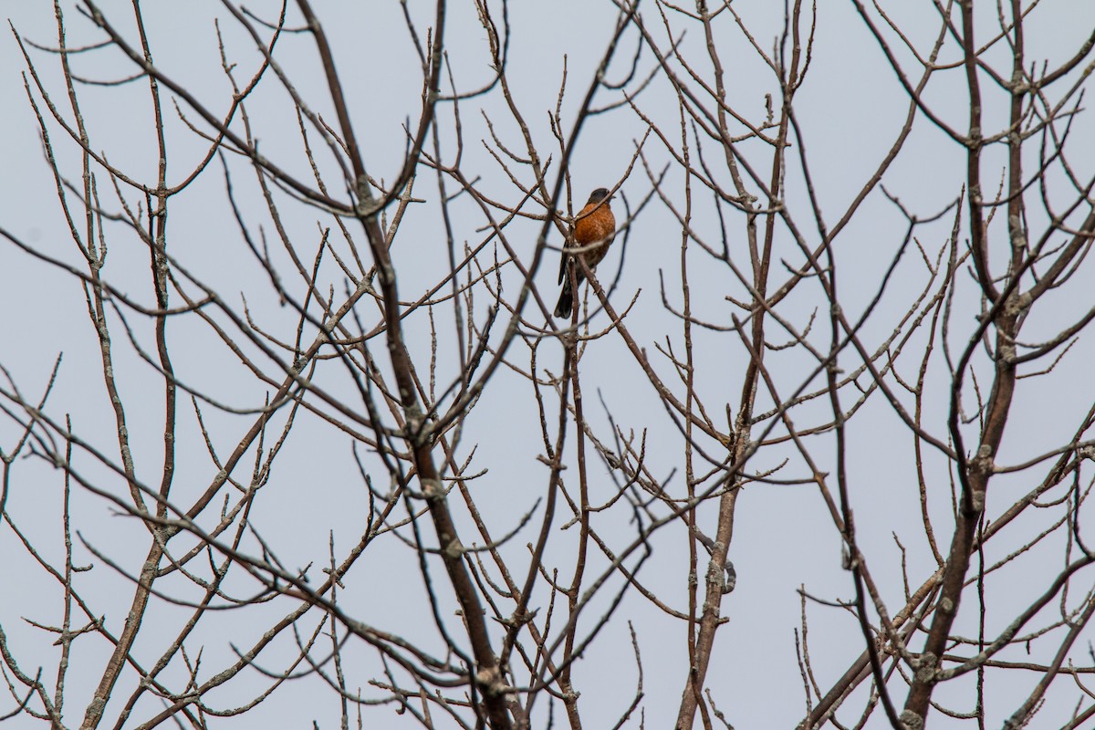 American Robin - jean paquette