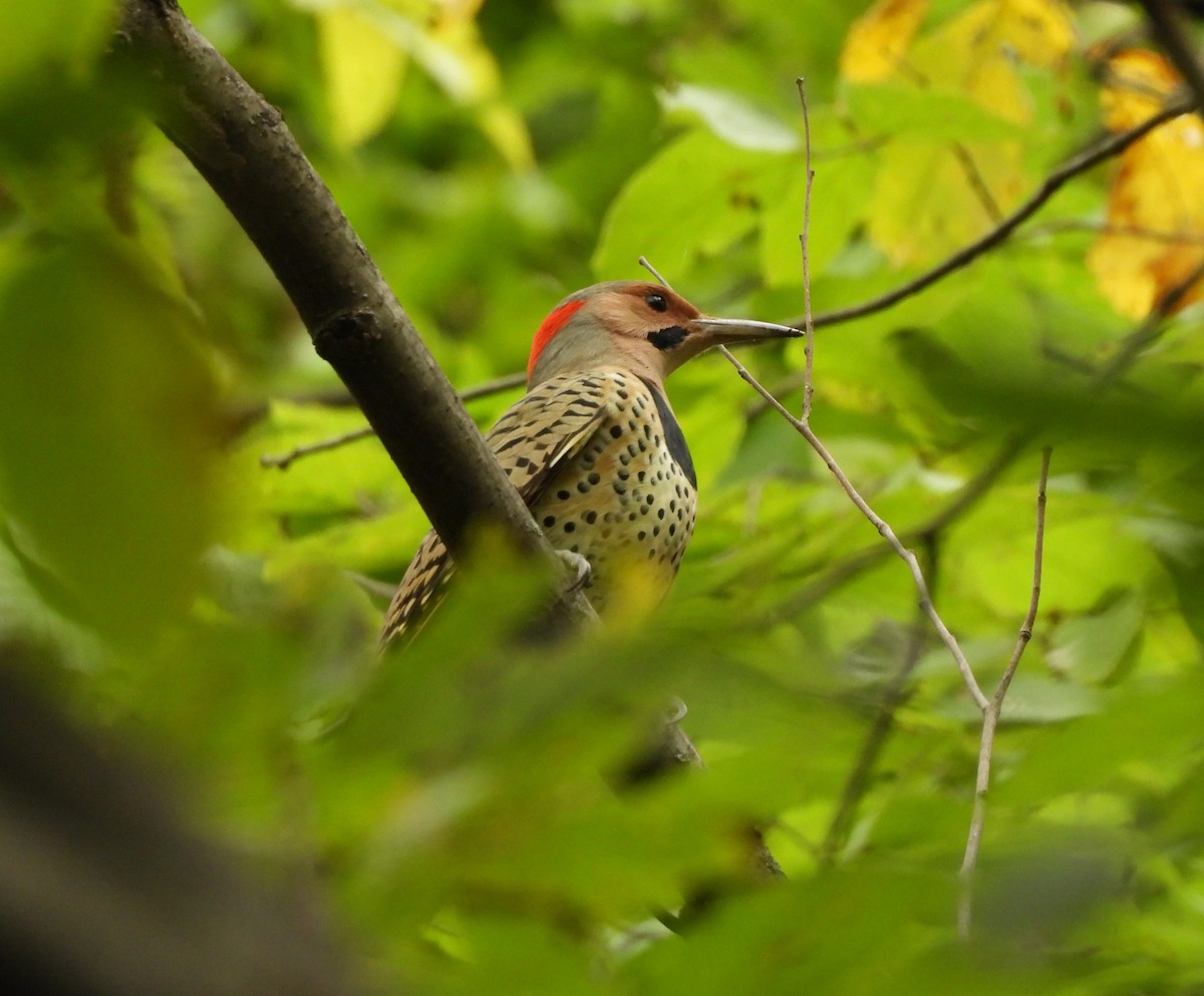 Northern Flicker - Corvus 𓄿