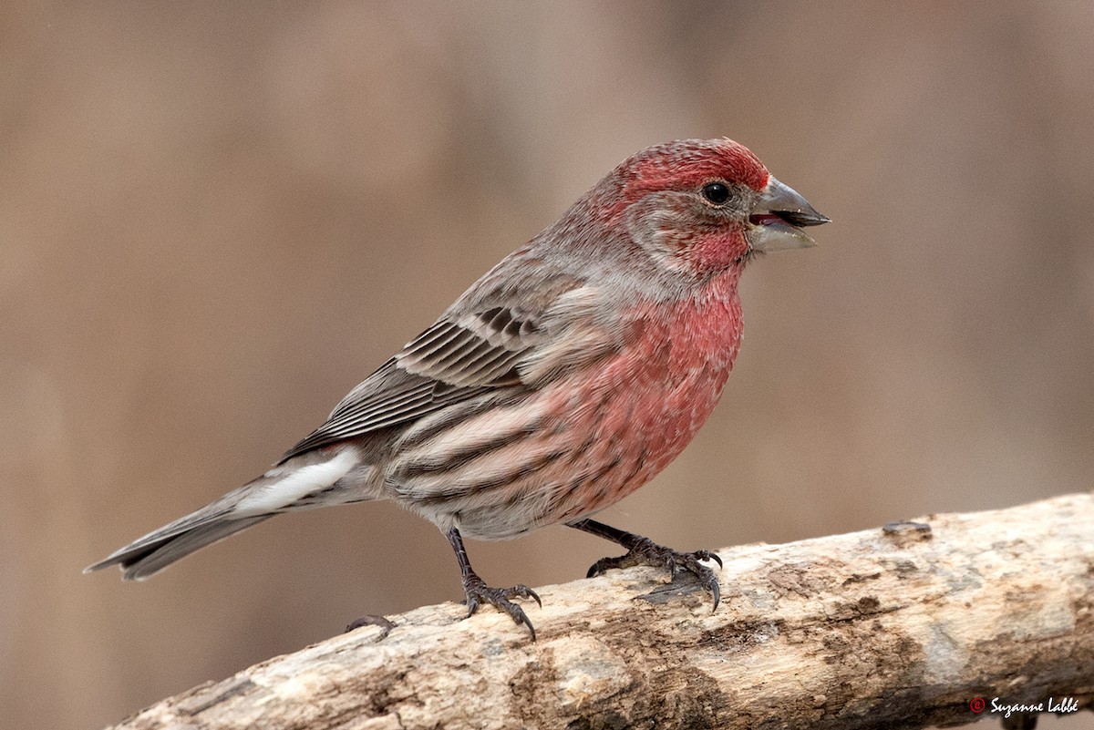 House Finch - Suzanne Labbé