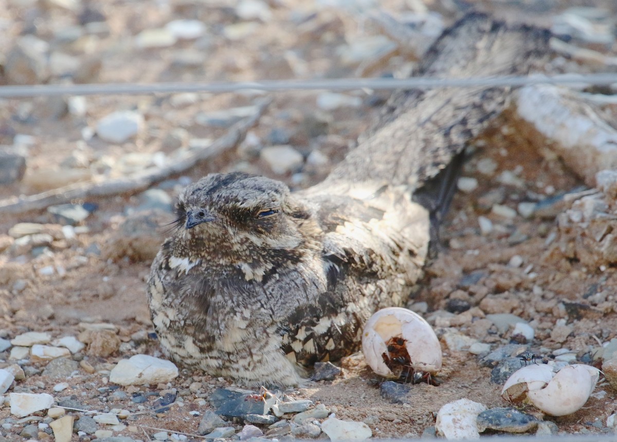 Rufous-cheeked Nightjar - Gil Ewing