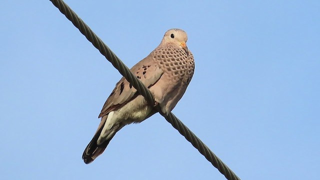 Common Ground Dove - ML491009551