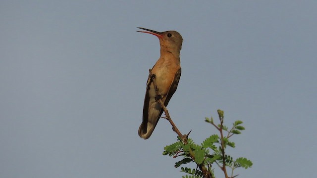 kolibřík rusoprsý - ML491009781