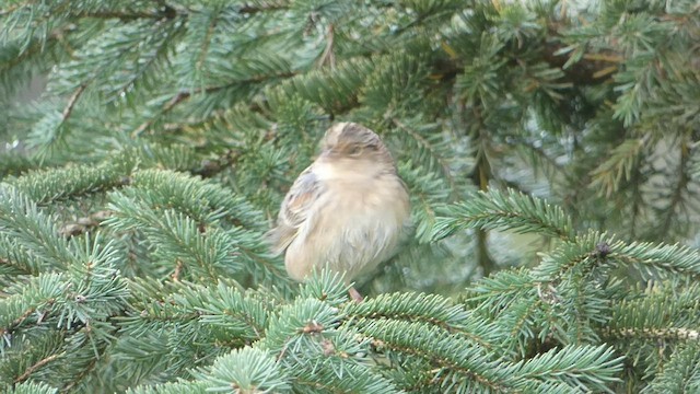 Grasshopper Sparrow - ML491010211