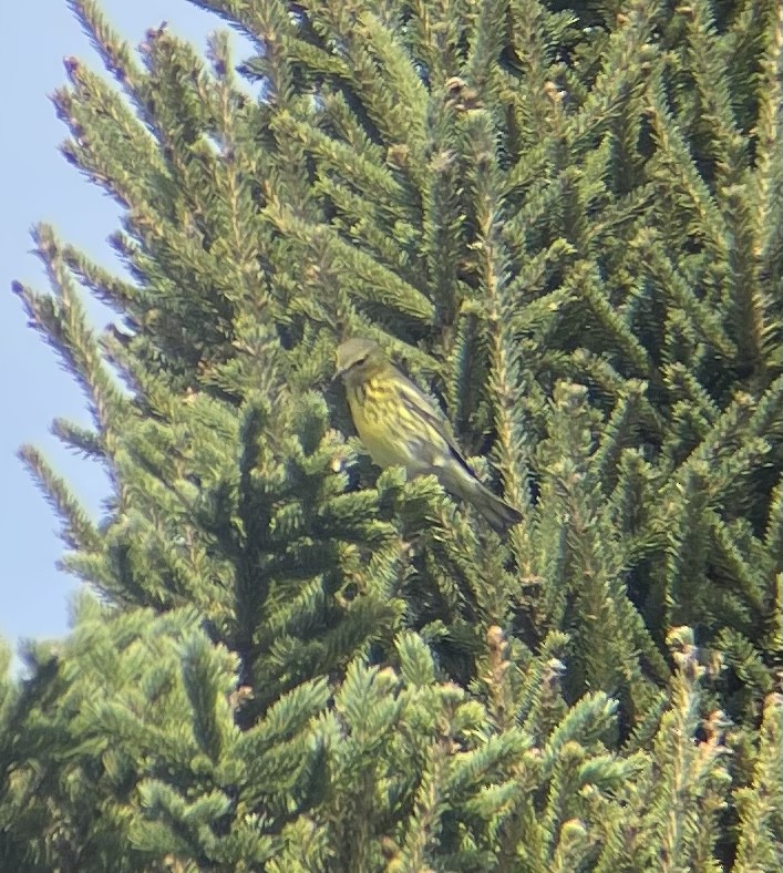 Cape May Warbler - Travis Mazerall