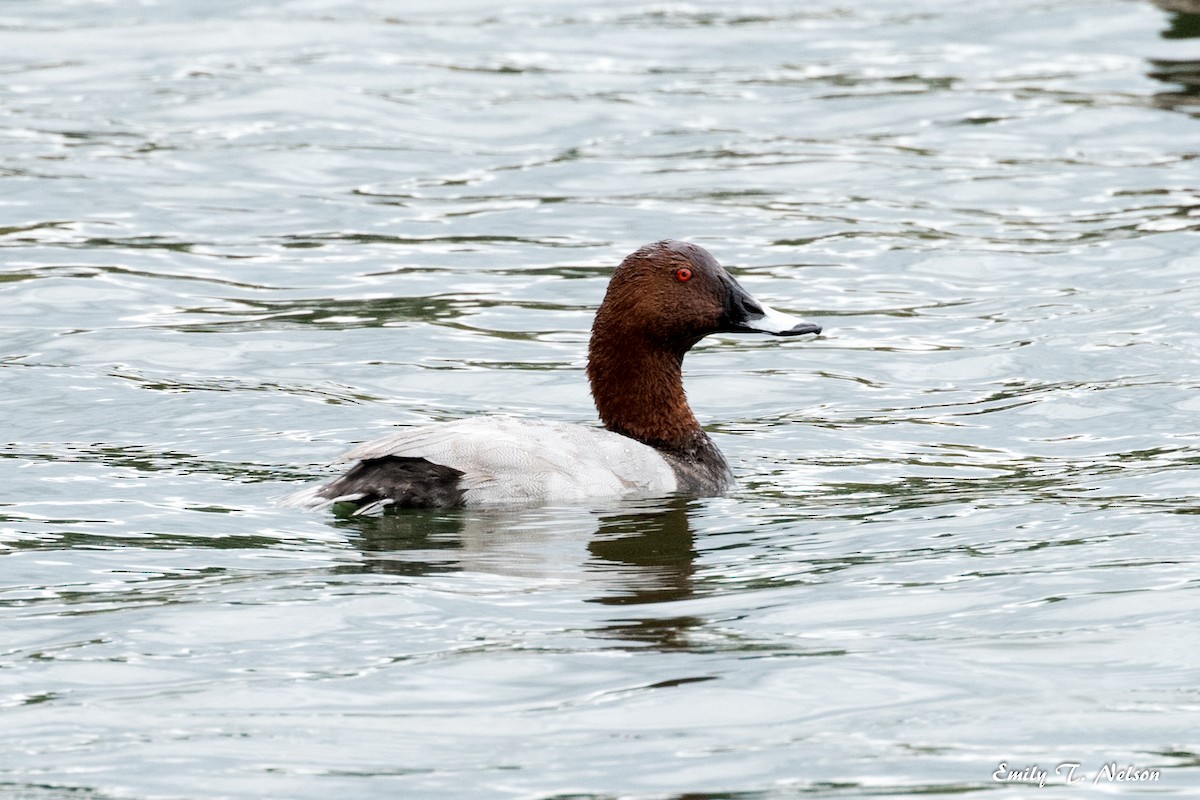 Common Pochard - ML49101061