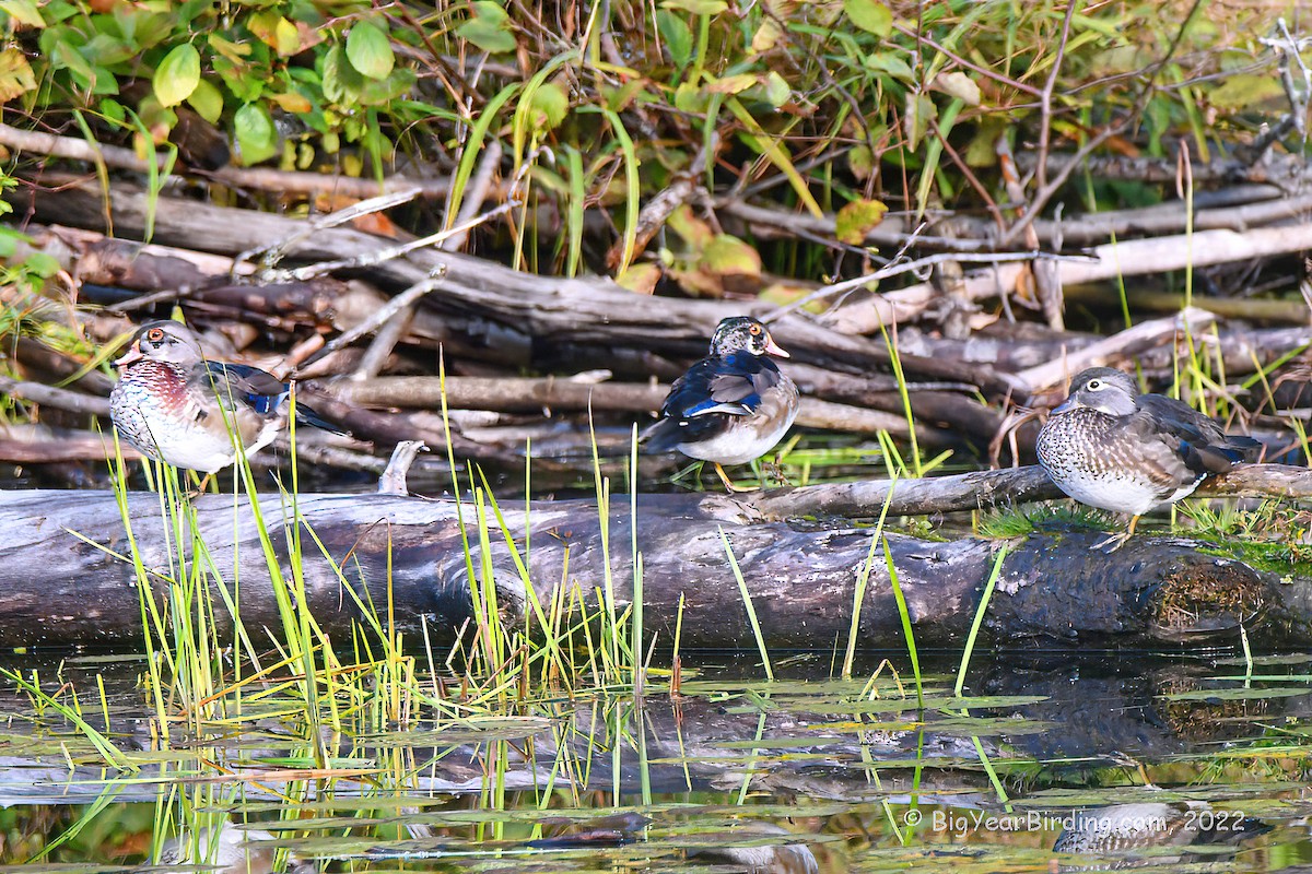 Wood Duck - ML491010871