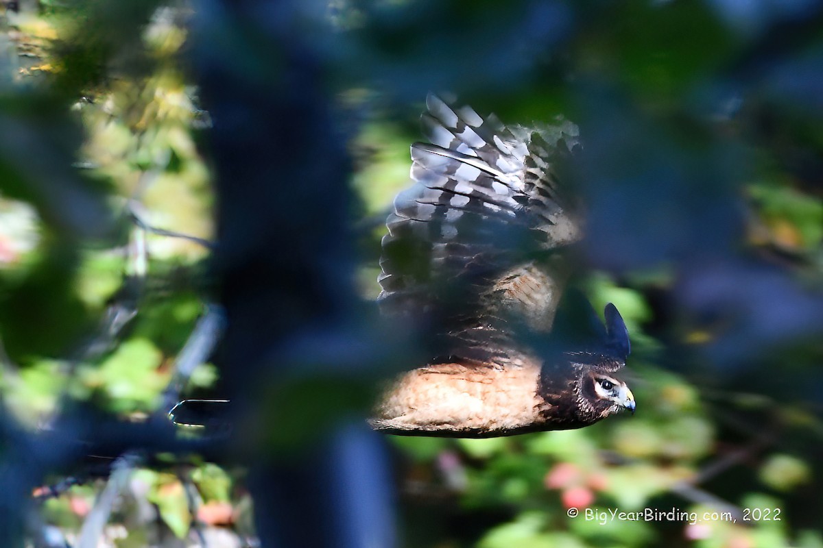 Northern Harrier - ML491010901