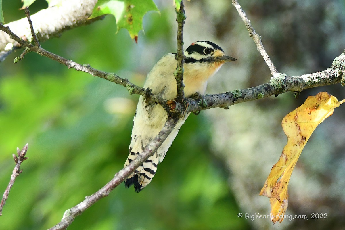 Downy Woodpecker - ML491010951