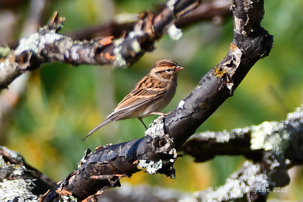 Chipping Sparrow - ML491011011