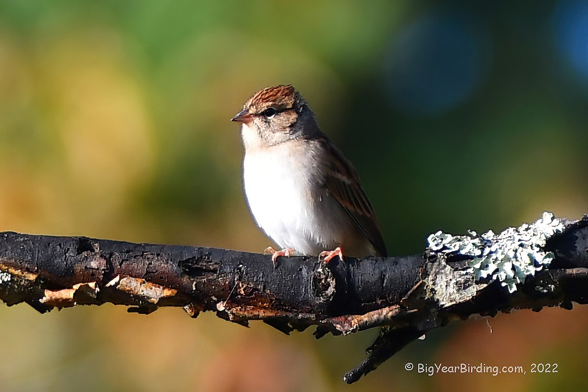 Chipping Sparrow - Ethan Whitaker