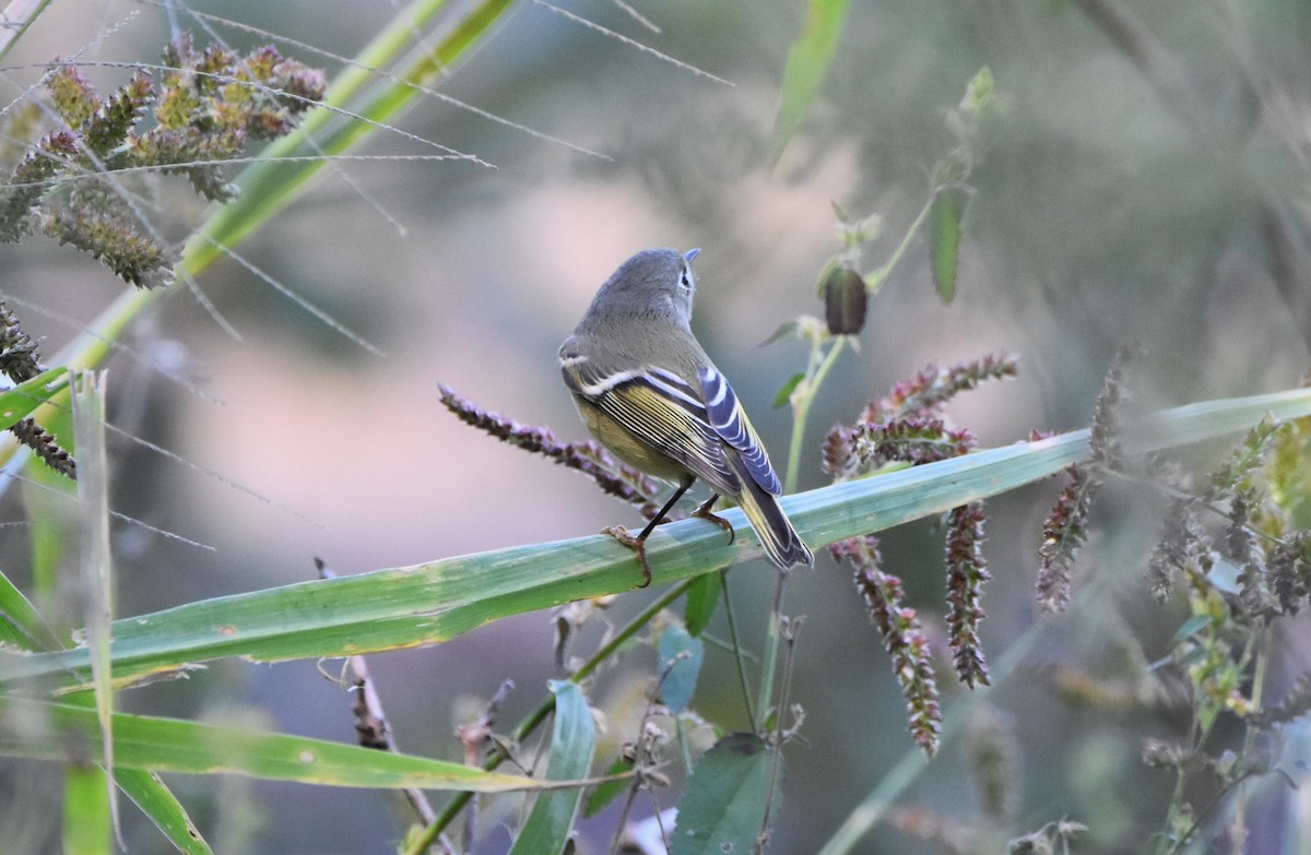 Ruby-crowned Kinglet - Tricia Vesely