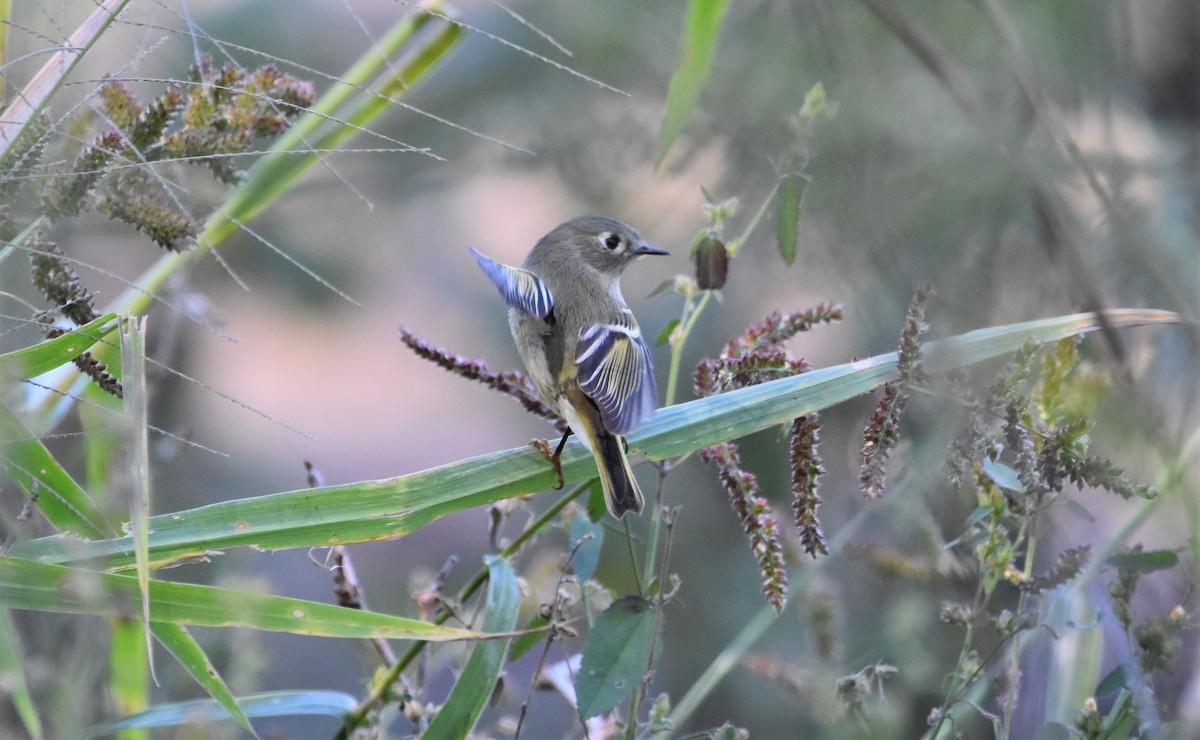 Ruby-crowned Kinglet - Tricia Vesely