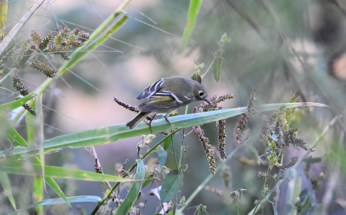 Ruby-crowned Kinglet - Tricia Vesely