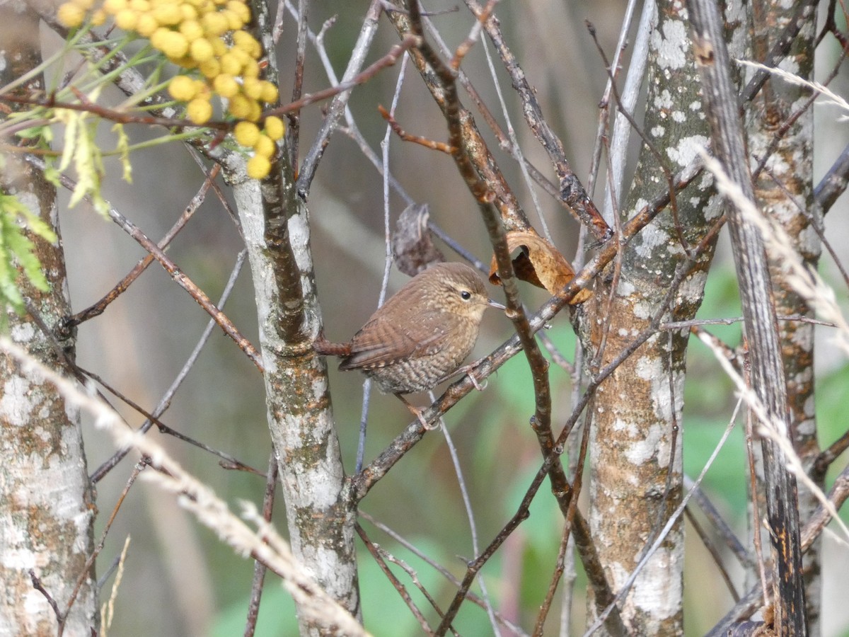 Winter Wren - ML491011891