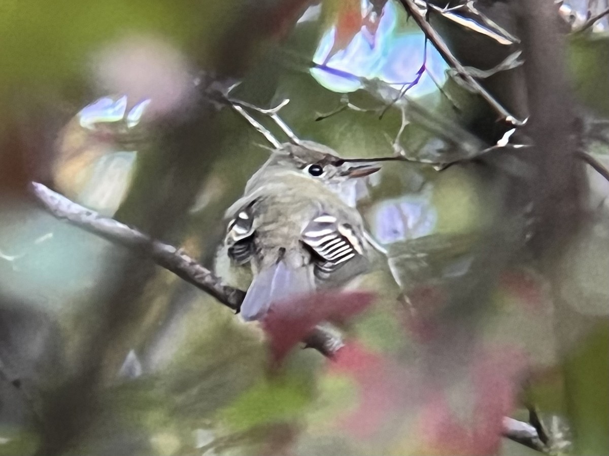 Acadian Flycatcher - ML491011951
